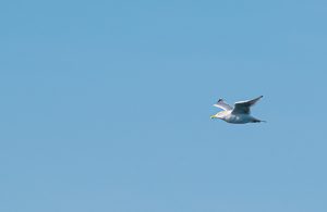 Weiße Möwe fliegt alleine vor blauem Himmel